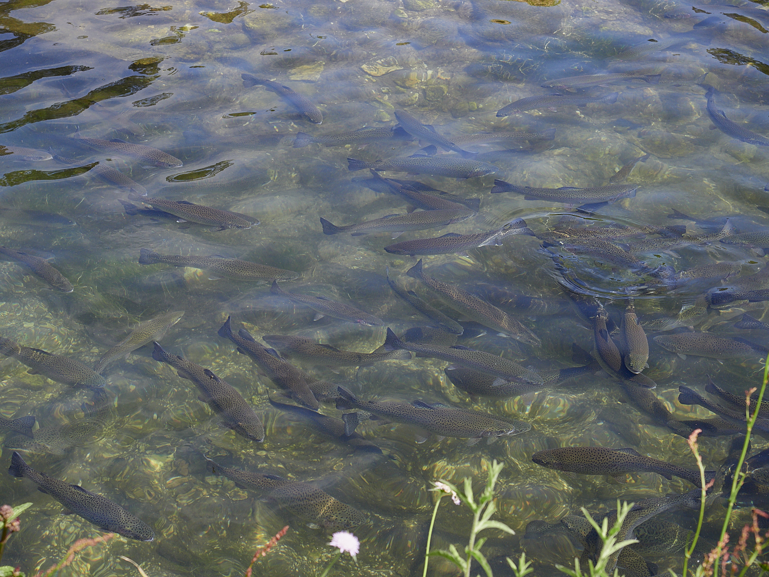 Cetáreas de Llanes - vista general