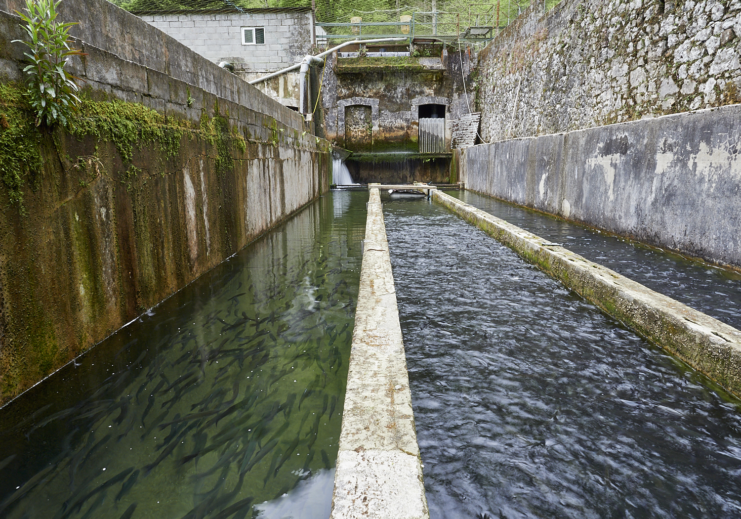 Cetáreas de Llanes - mar abierto