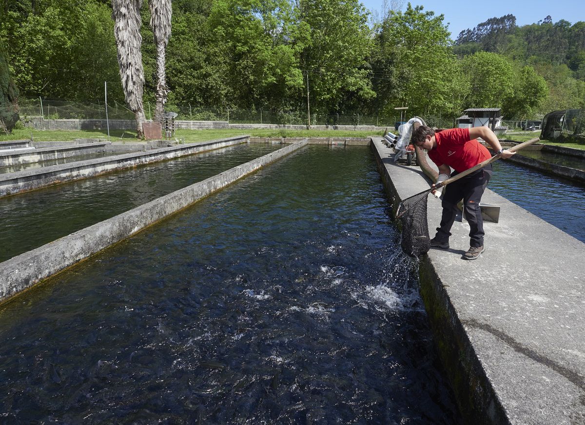 Trabajo en la piscifactoría de Bedón