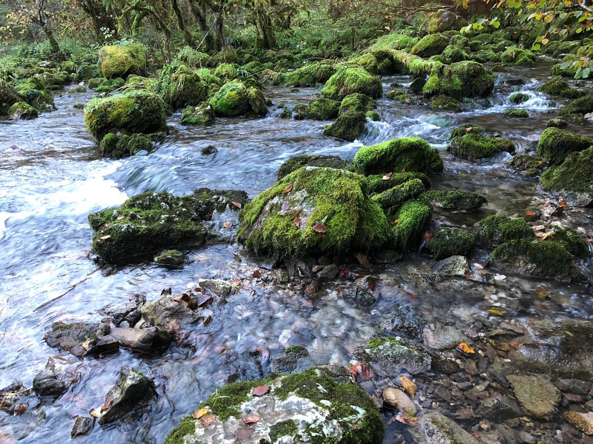 Río Bedón, aguas puras entre piedras y musgo, Picos de Europa