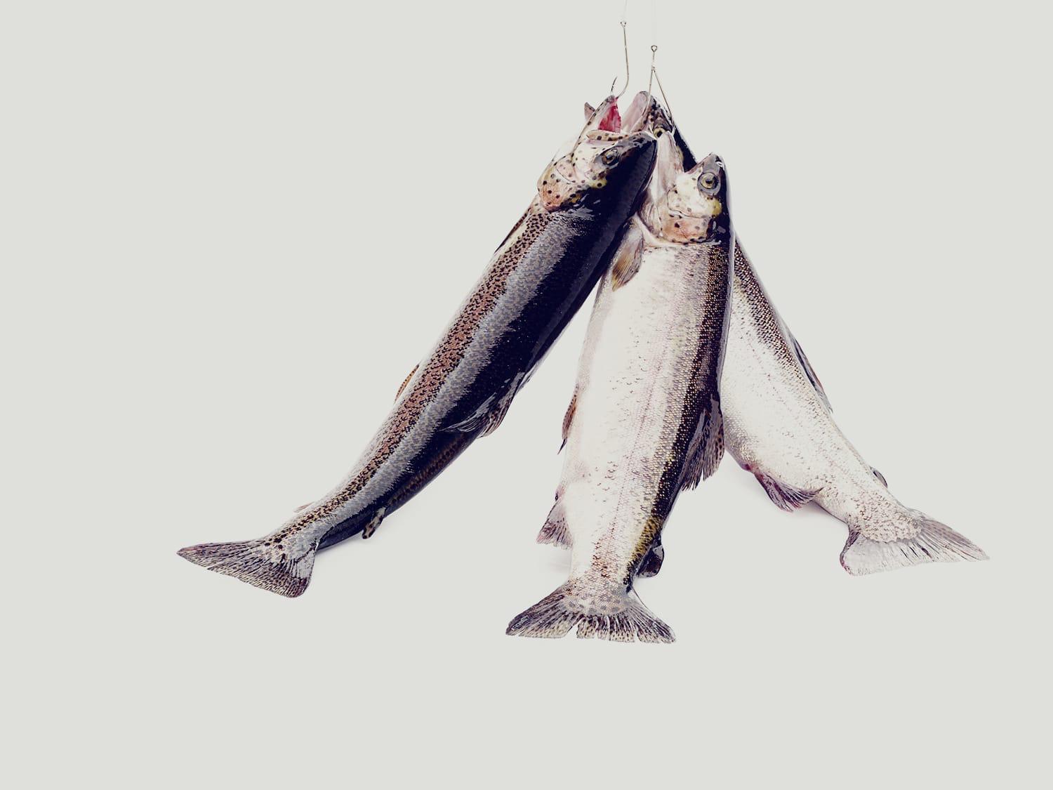 Trucha asalmonada de 1 a 5 kg